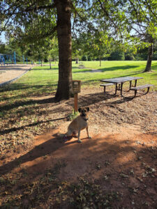 madison park dog